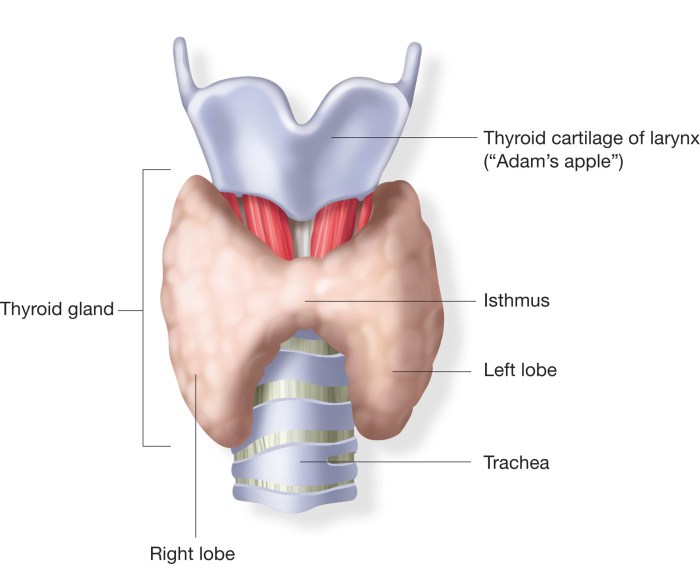 Thyroid equine