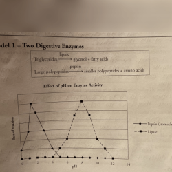 Enzymes and cellular regulation pogil answer key pdf