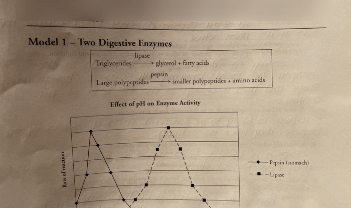 Enzymes and cellular regulation pogil answer key pdf