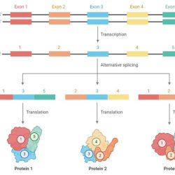 Which of the following processes correctly describes alternative rna splicing