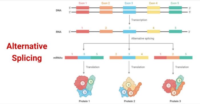 Splicing introns exons rna errors disease genes proteins predicting