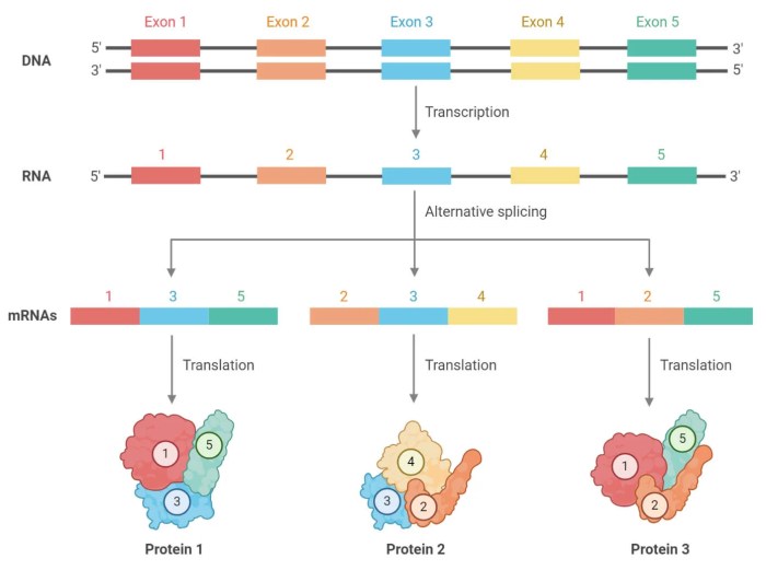 Which of the following processes correctly describes alternative rna splicing