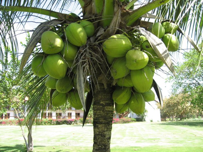 What is the importance of coconuts in la república dominicana