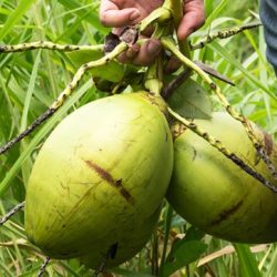 Dominican republic coconut