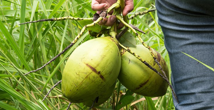 Dominican republic coconut