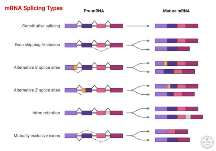 Which of the following processes correctly describes alternative rna splicing